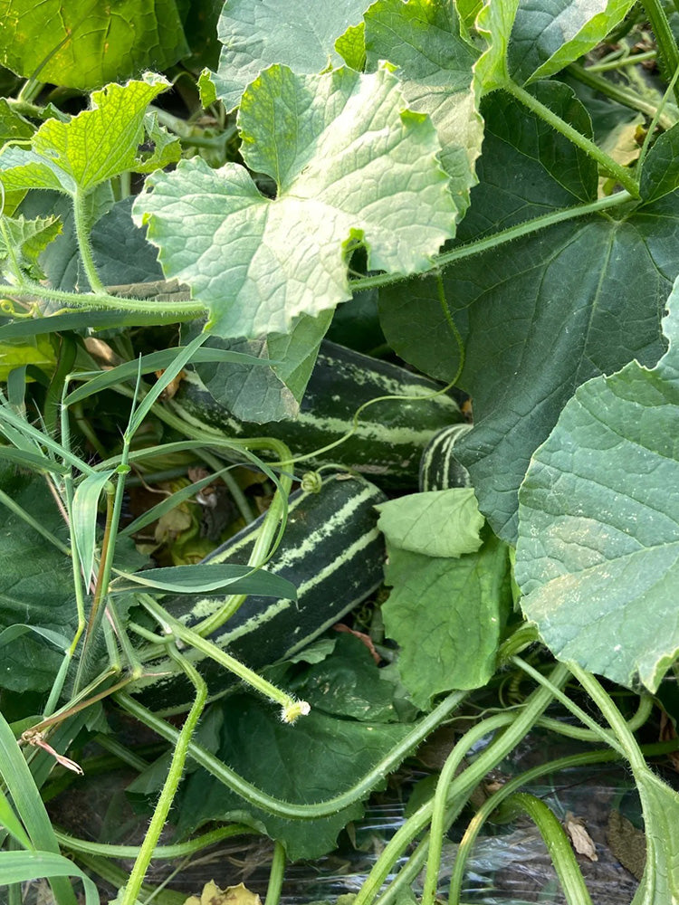 Yiwo Wu Sweet Melon