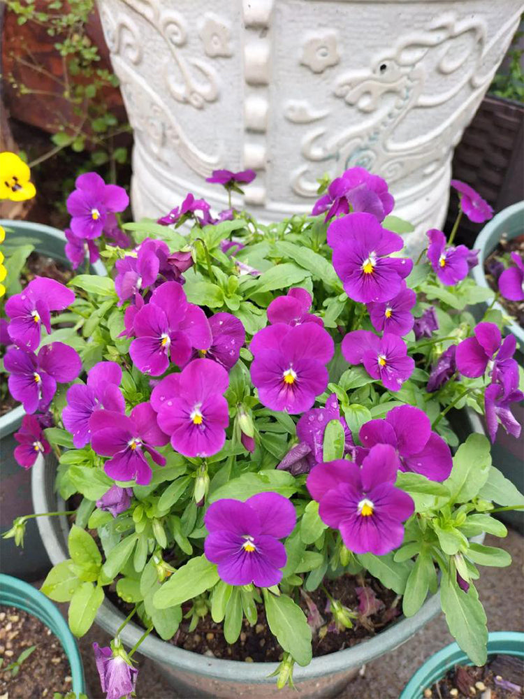 Hezhichun Pansy 'Ziyan'