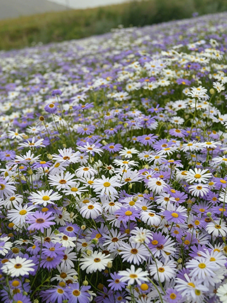 Swan River Daisy