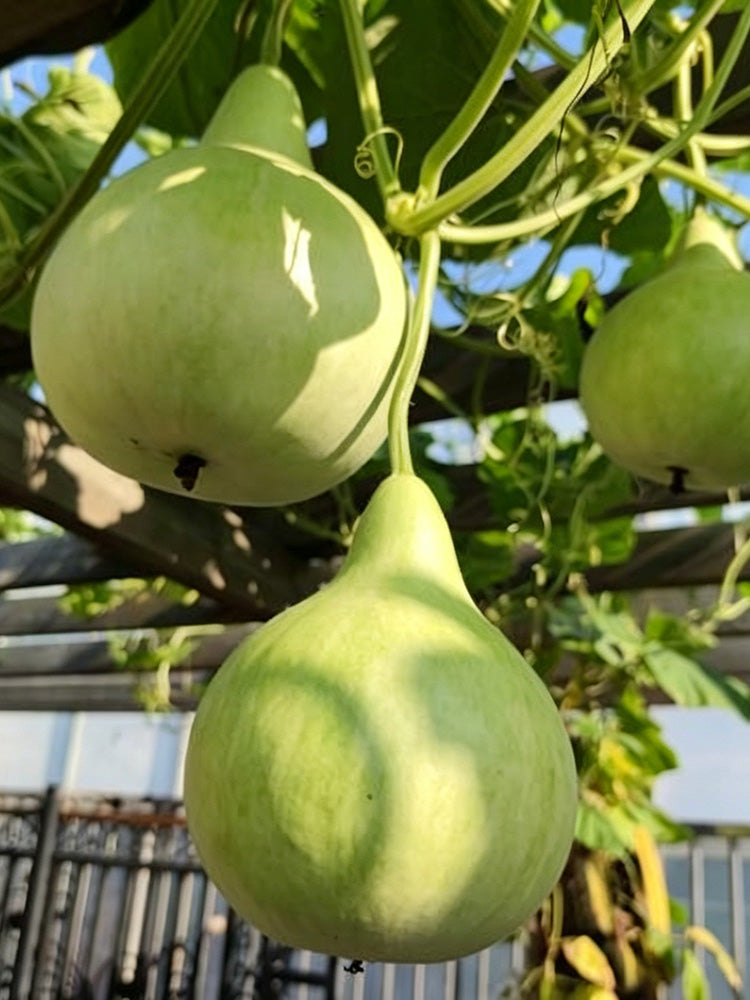 Dipper Gourd