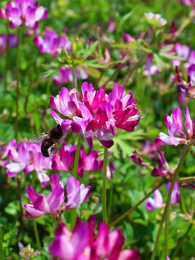 Chinese Milkvetch