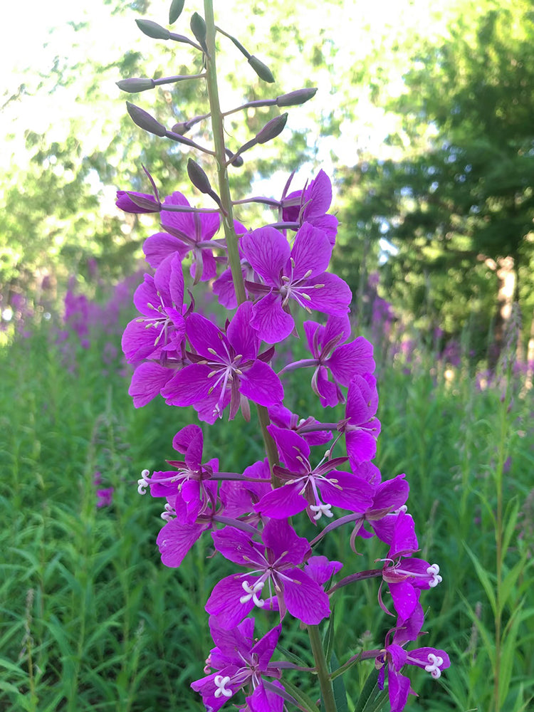 fireweed (Chamerion angustifolium)