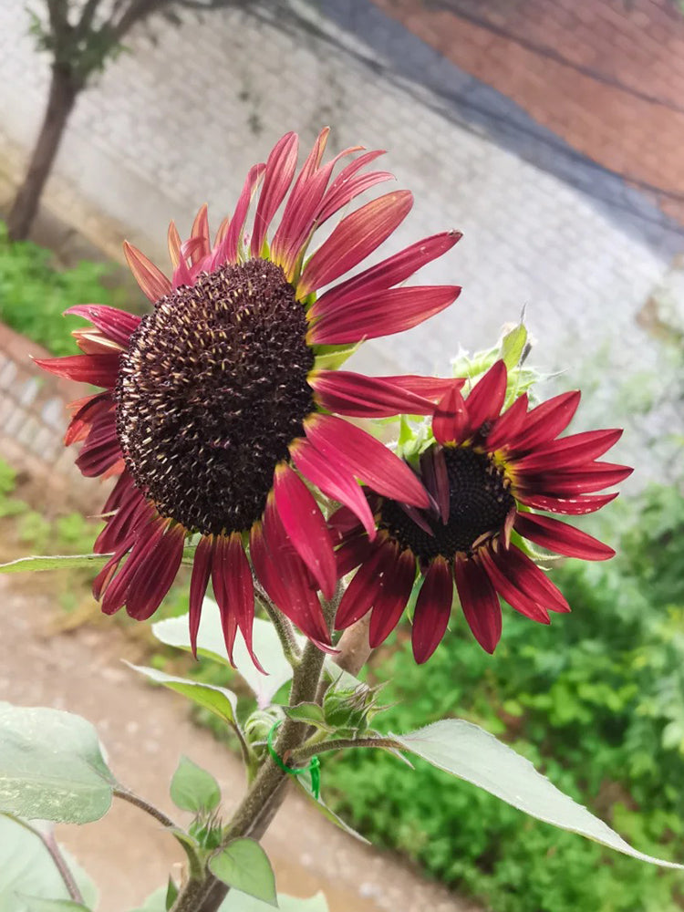 HEL27 Cherry Red Sunflower