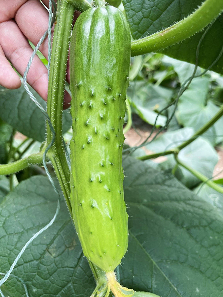Chinese Large Thorn Fruit Cucumber