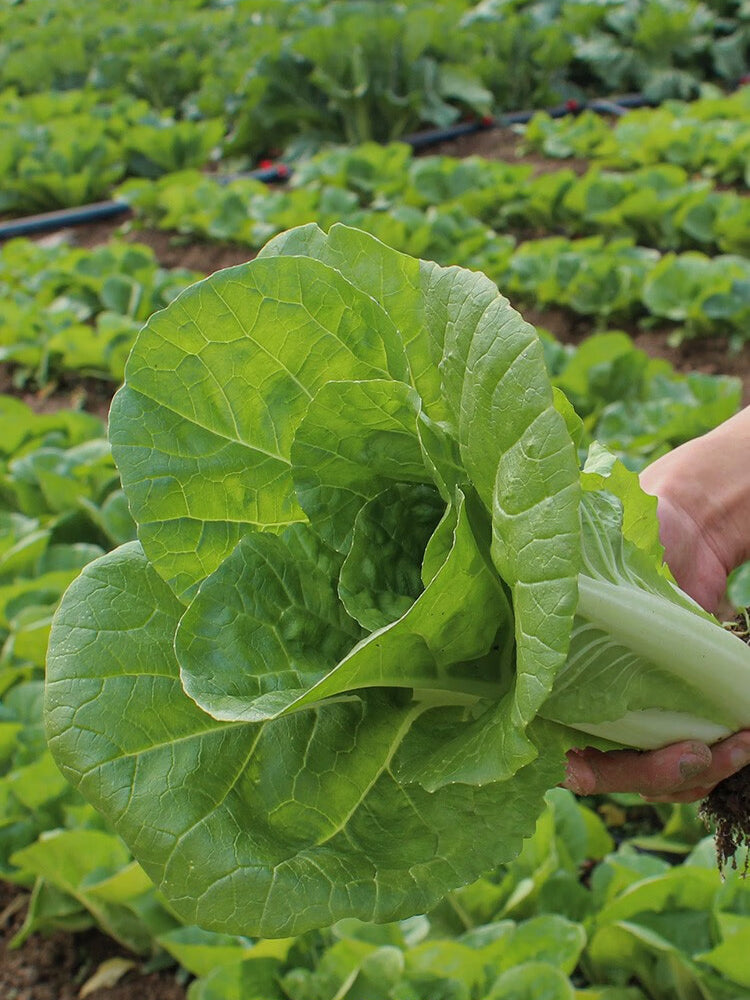 Jinmei 898 Pak Choi