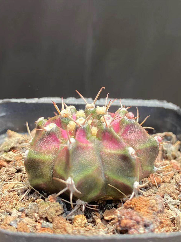 Gymnocalycium mihanovichii 'T-lux' Hybrid