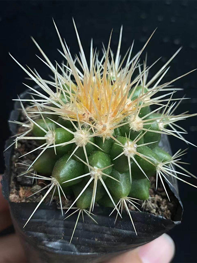 Echinocactus grusonii