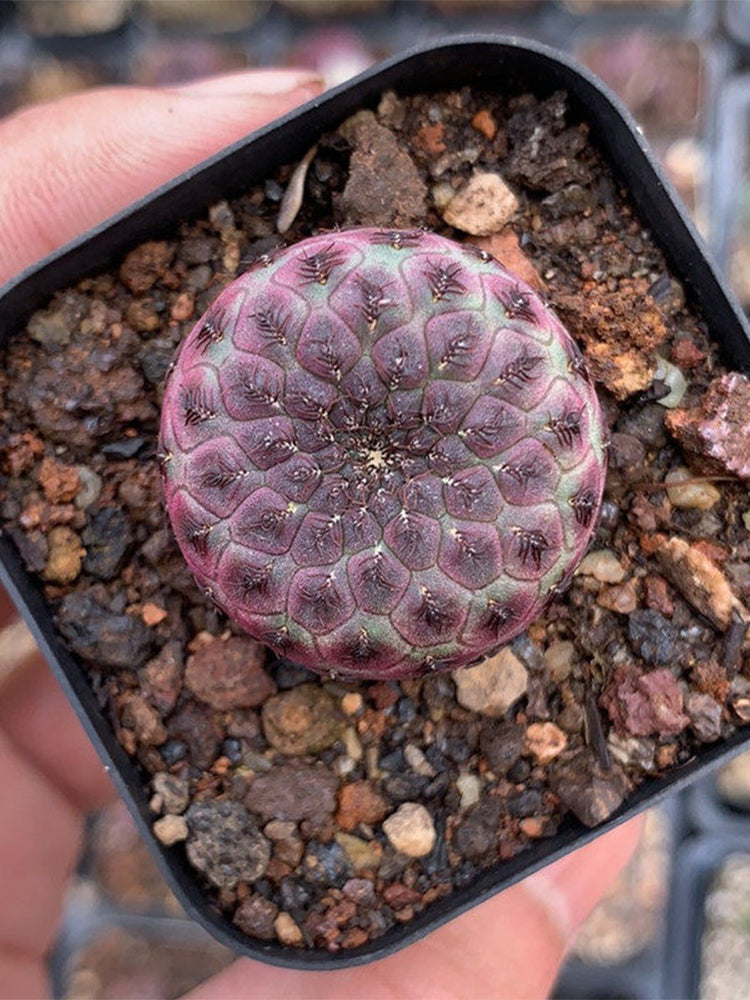 Sulcorebutia rauschii Live Cactus