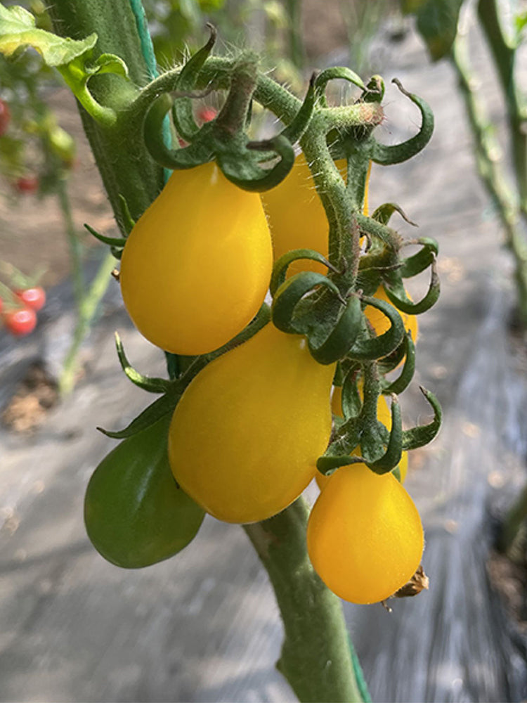 Yellow Pear Cherry Tomato