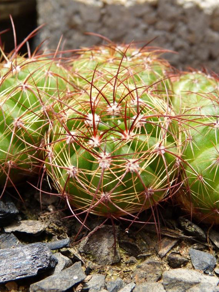 Parodia ottonis