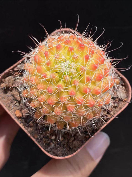 Mammillaria jaliscana f. variegata 'Hongnawan'