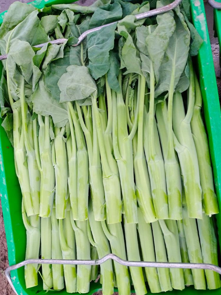 Sweet-Crispy 'Zhonghua' Chinese Kale