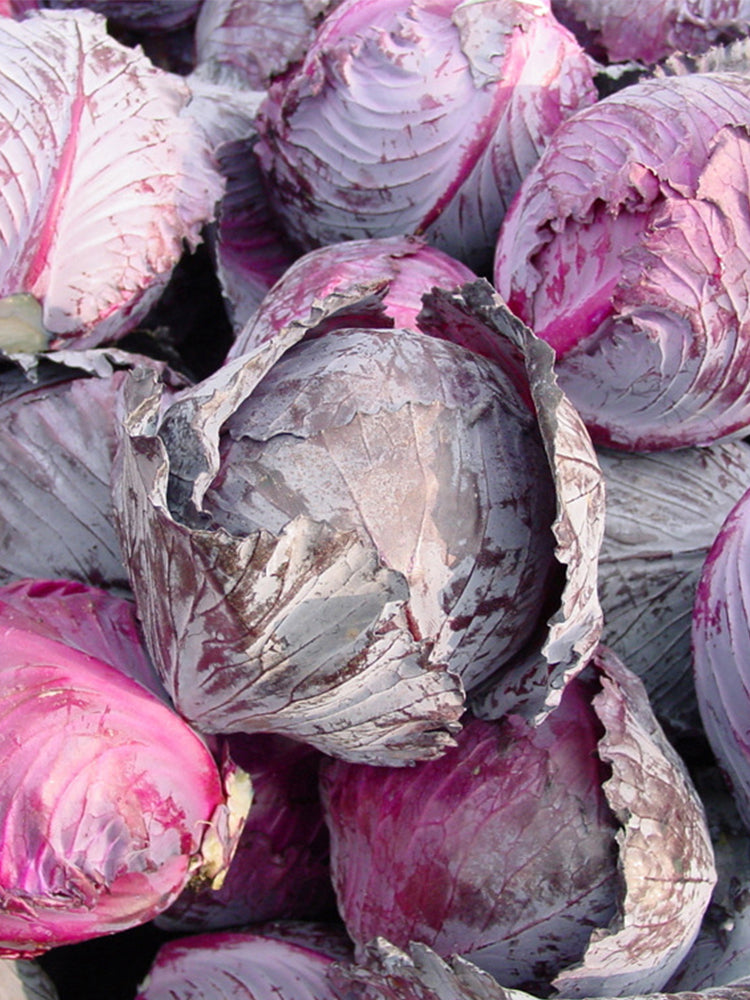 Violet Cabbage