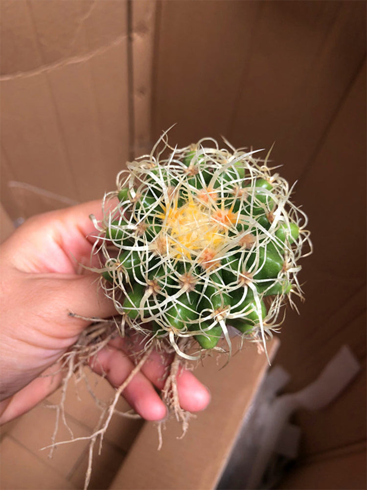 Kroenleinia grusonii 'Intertextus'