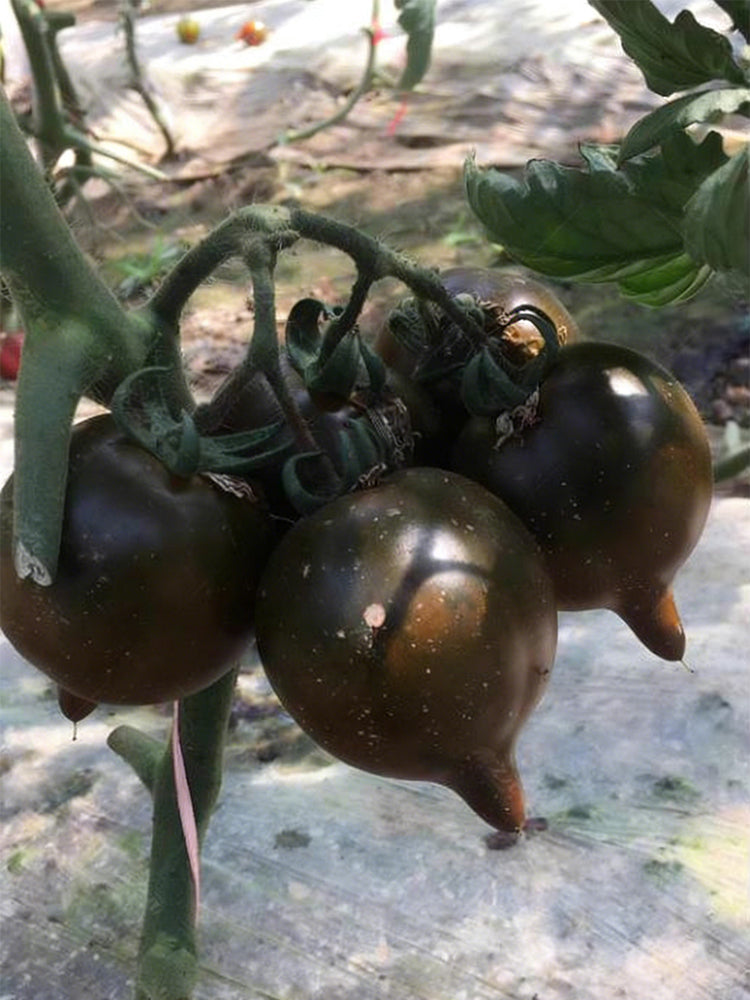 Purple Peach Tomato
