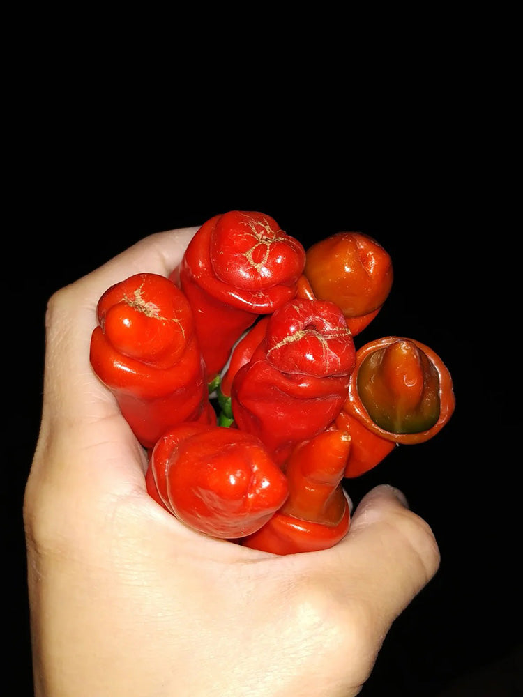 Red Peter Pepper