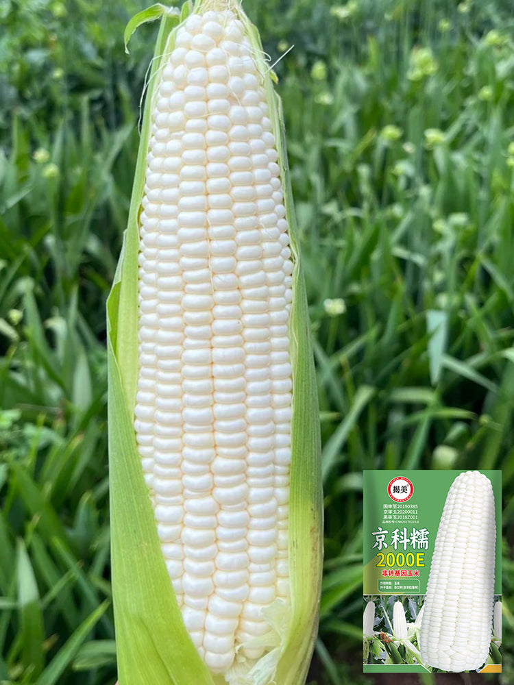 Jingkenuo 2000E Corn