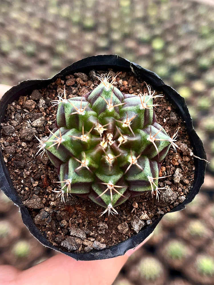 'Ruiyun Peony' Live Cactus