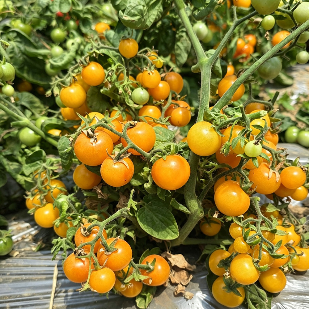 605 Eden Micro No. 5 Tomato