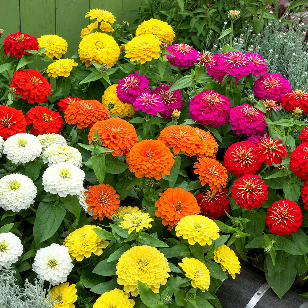 W1345 Dwarf Double Zinnia Mix