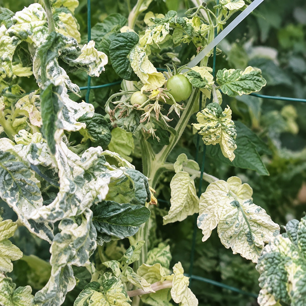 261 Dwarf Pico's Pride Tomato