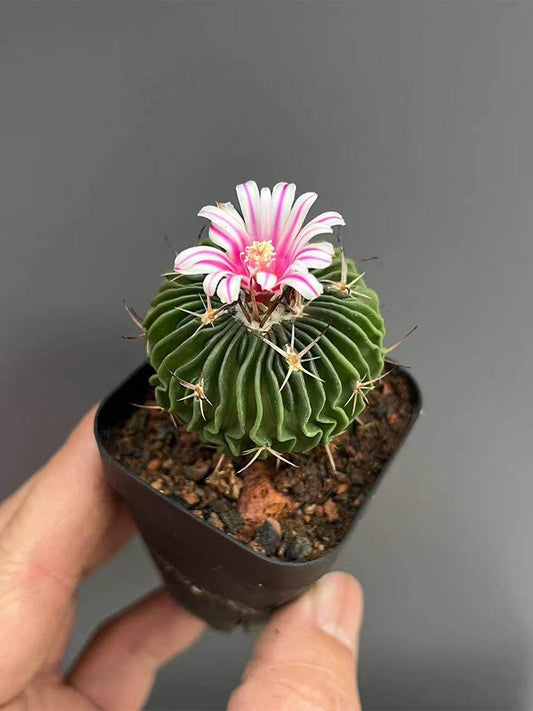 Echinofossulocactus multicostatus