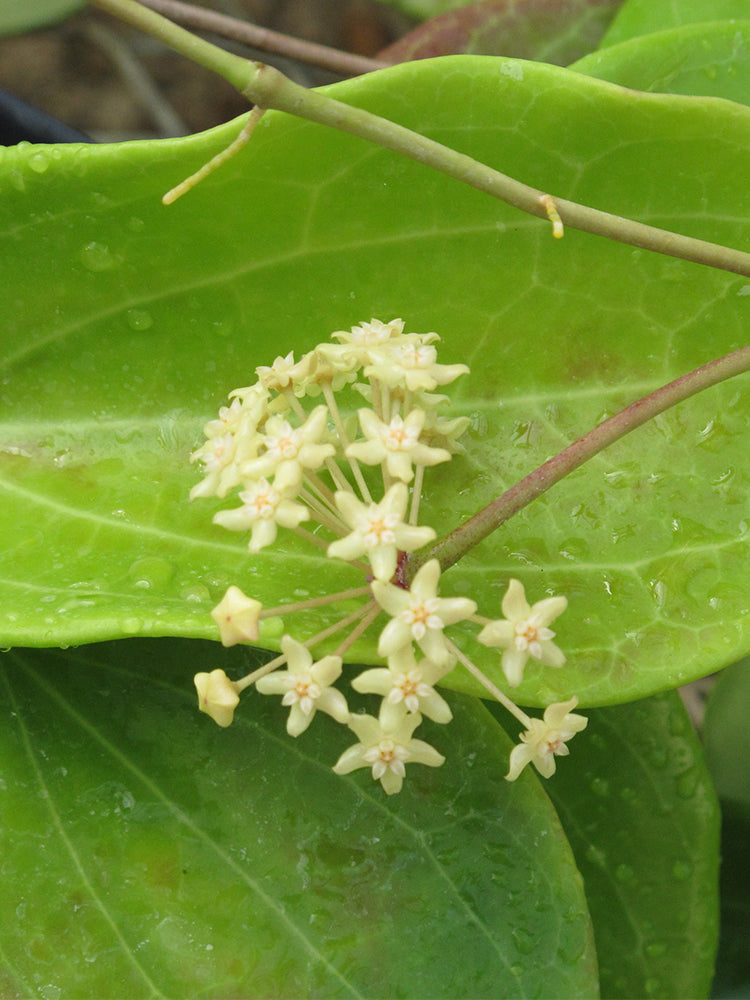 Hoya merrillii Unrooted Stem Cuttings
