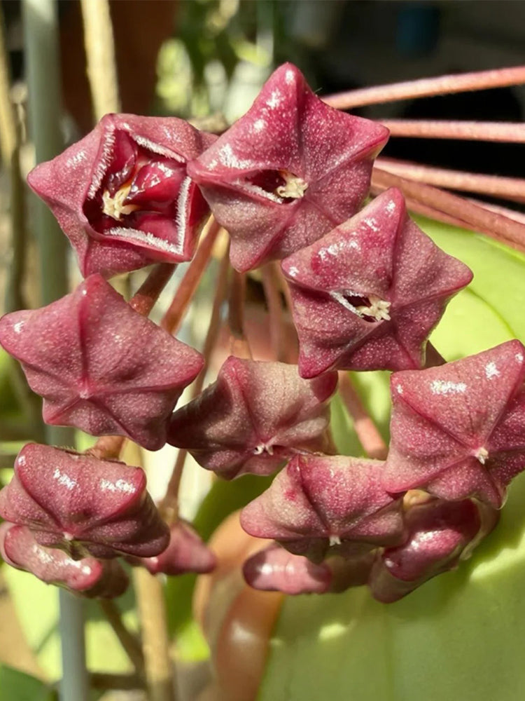 Hoya pubicalyx 'Pink Silver'