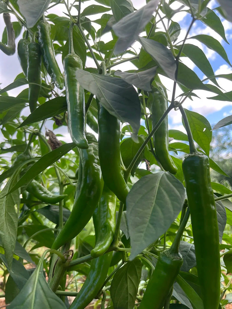 Xiangla Hangjiao Pepper