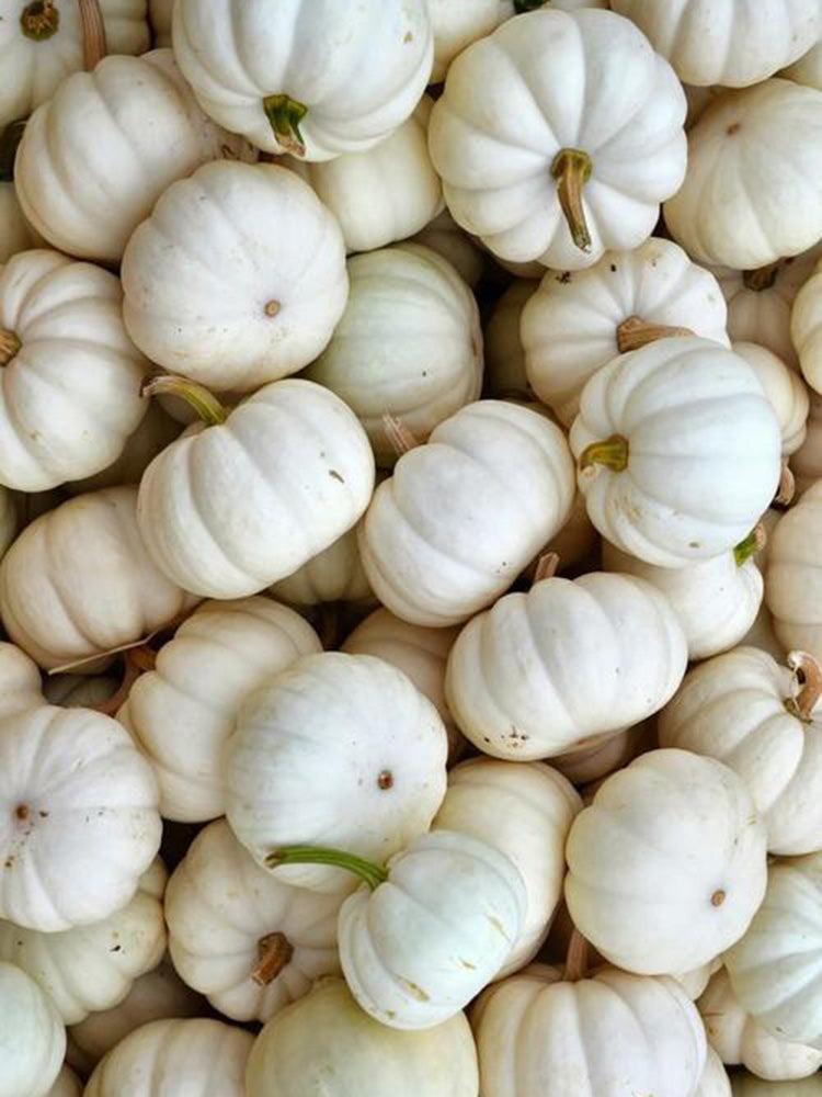 Specialty Mini White Beibei Squash