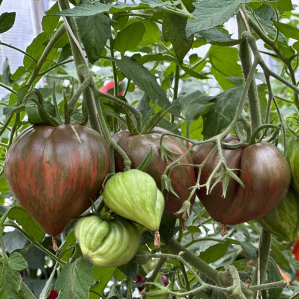 814 Purple Beauty Tomato
