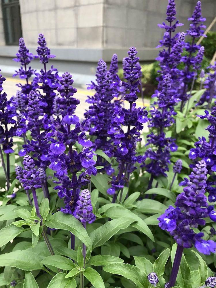 Hezhichun Blue Sage