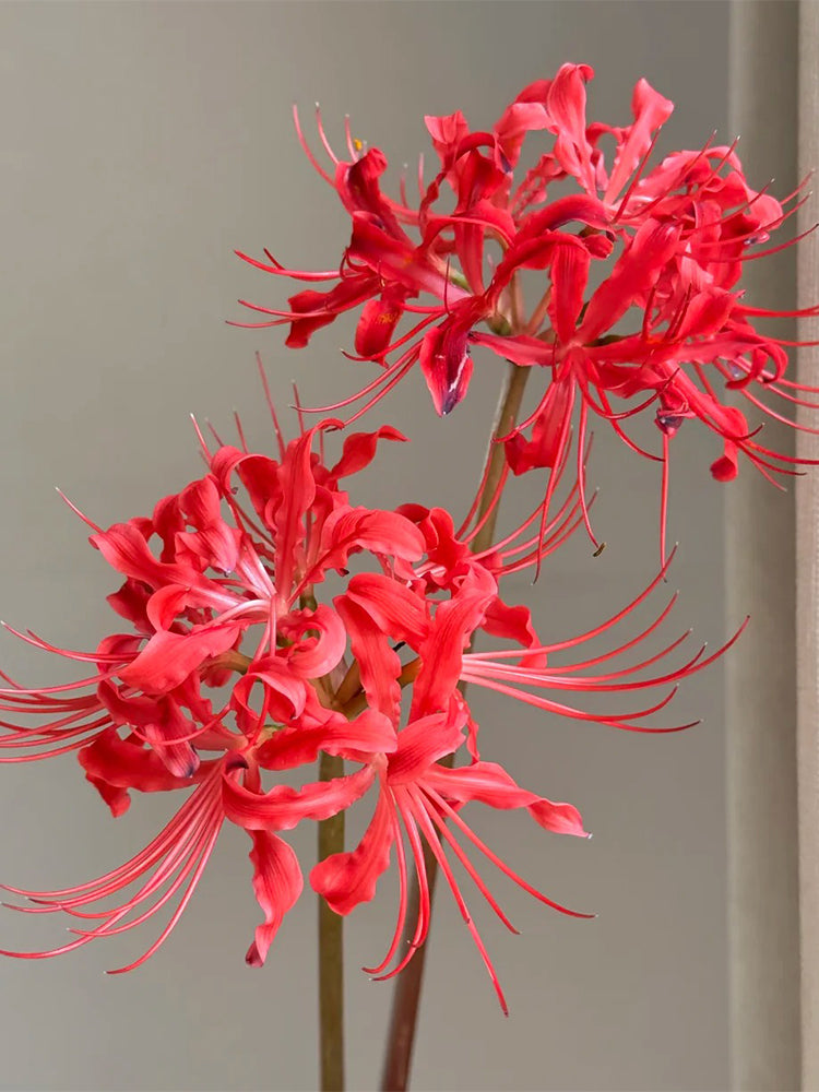 Blood Red Chunxiao Lycoris