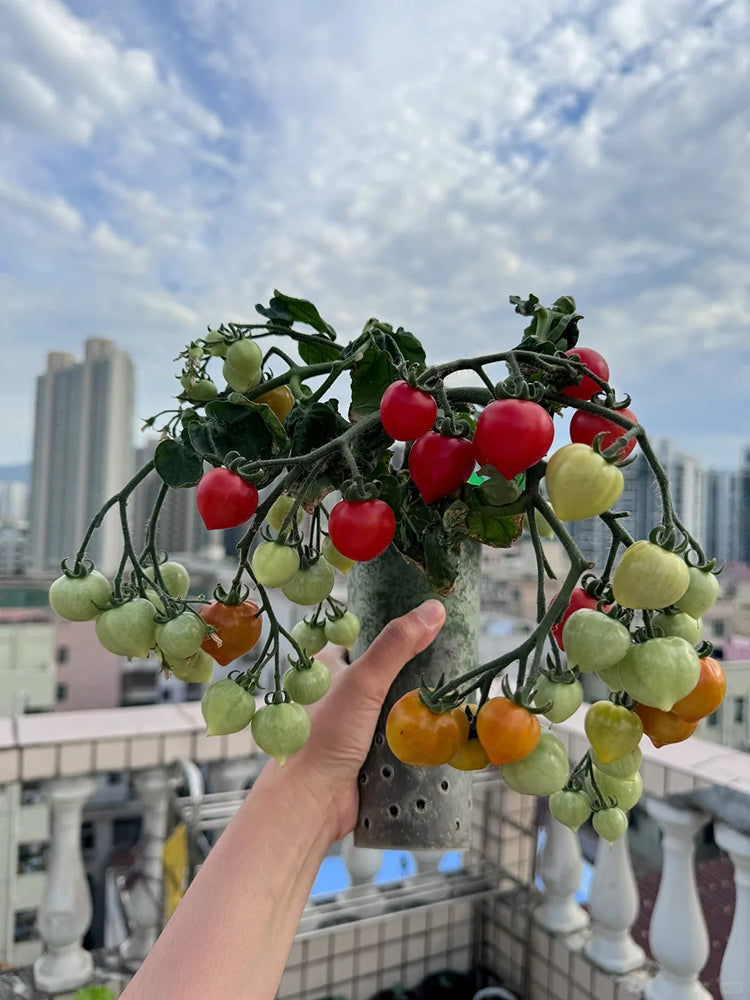 'Evita' Mini Potted Tomato