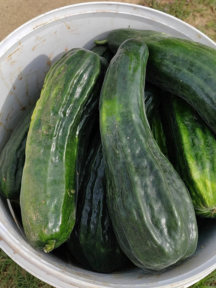 Black Ribbed Crisp Melon