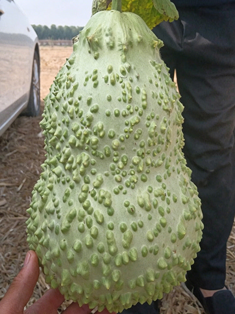 Knobbly Flower Head Gourd