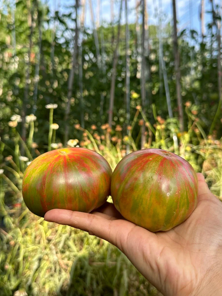 Siegel's Dark Striped Tomato