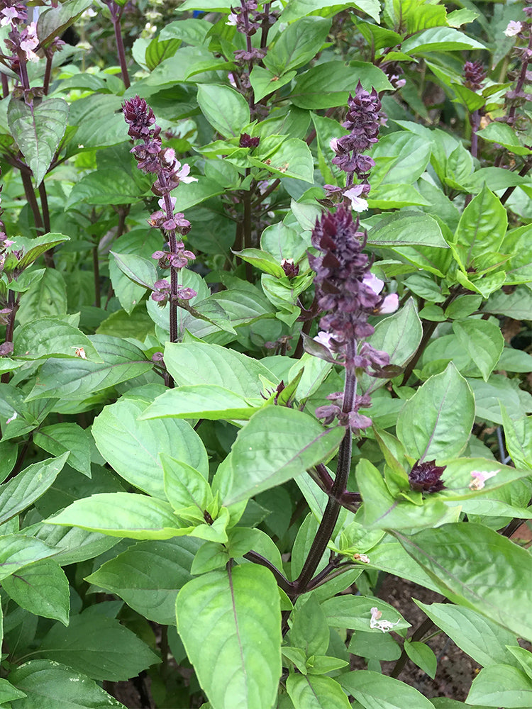 Licorice Basil