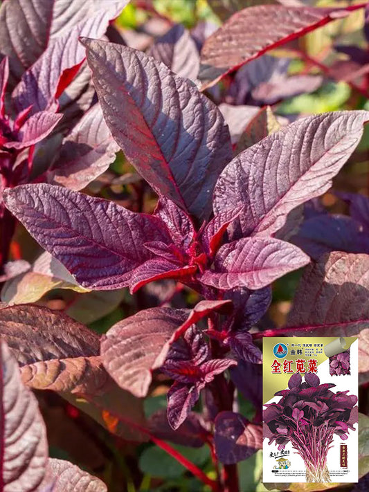 Red Amaranth