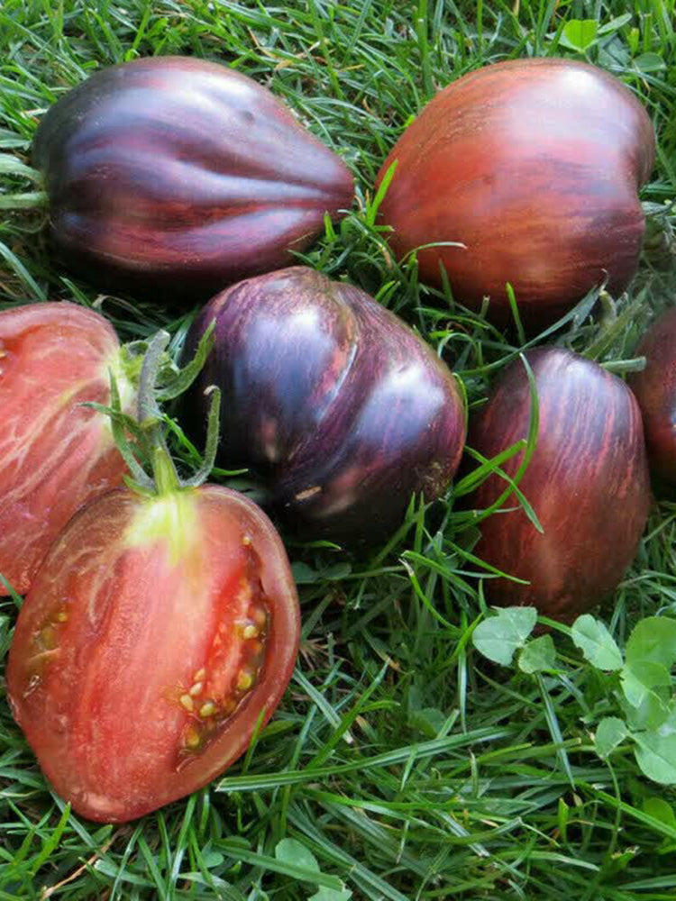 Cosmic Heart Rebel Space Warrior Tomato