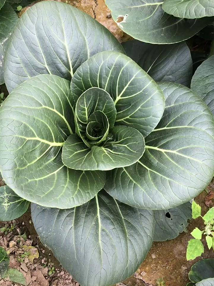 'Meijiaqi' Suzhou Dwarf Pak Choi