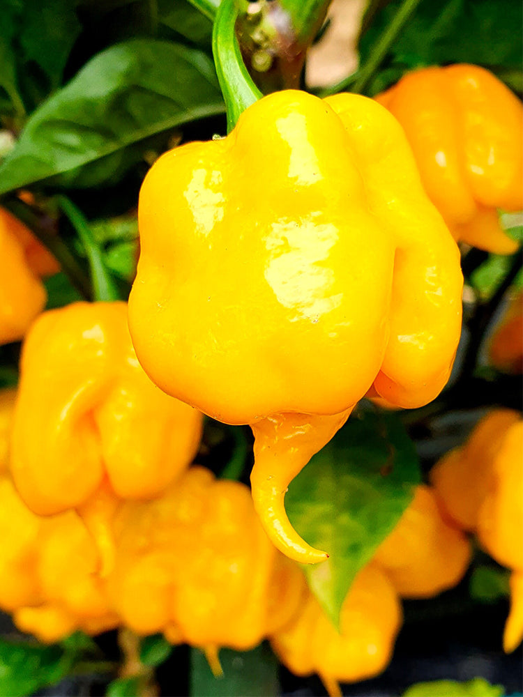 Yellow Carolina Reaper Pepper