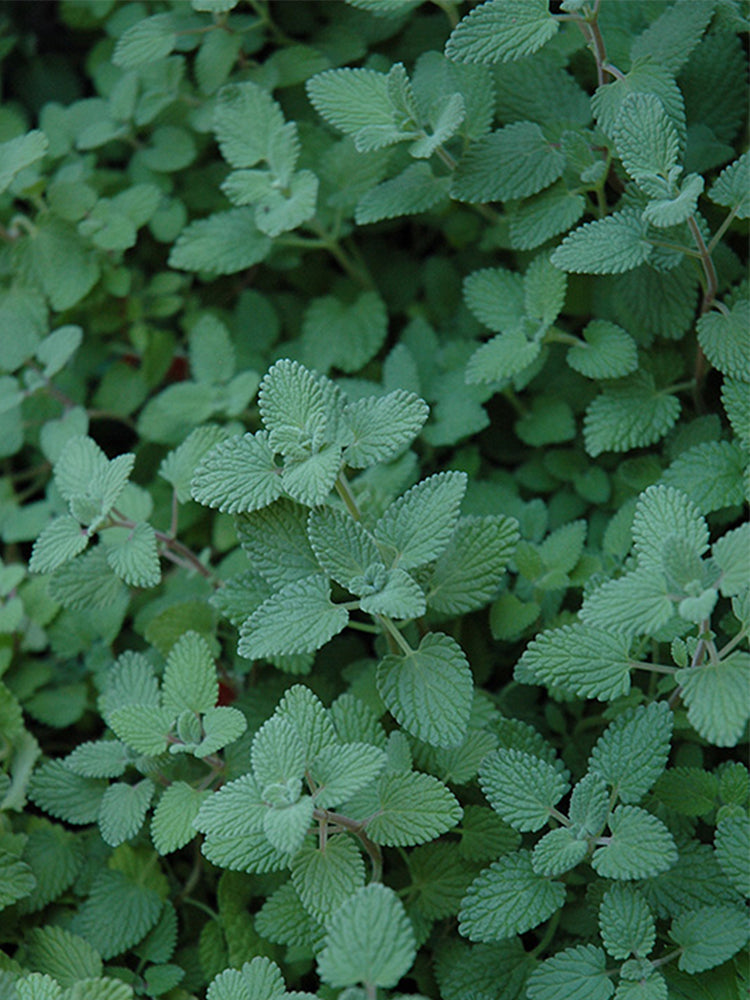 Mussin's Catmint
