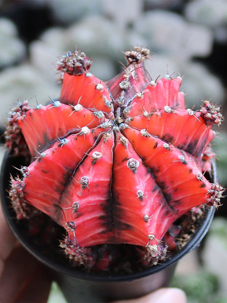 Gymnocalycium mihanovichii variegata 'Oil Painting Peony'