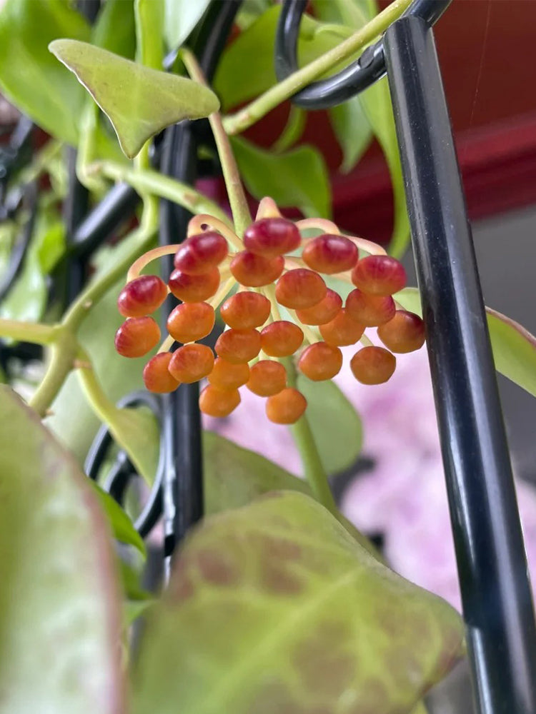Hoya rosarioae Unrooted Stem Cuttings