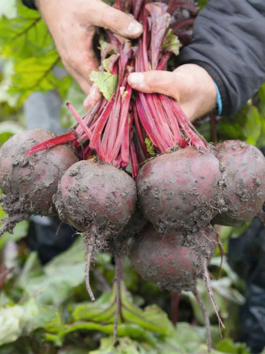 Globular Beetroot