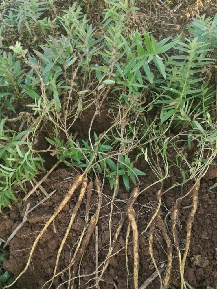 Baical Skullcap (Scutellaria baicalensis)