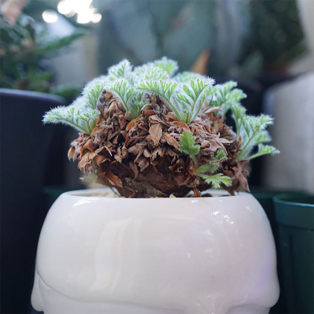 TD002 Pelargonium appendiculatum Dormant Tuber