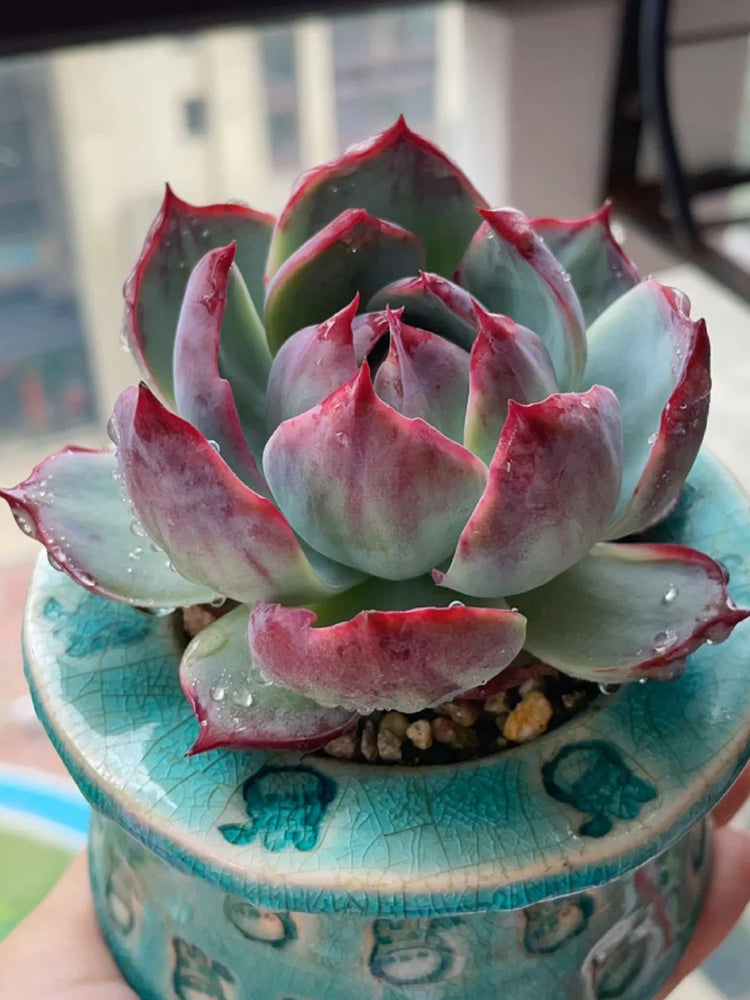 Echeveria cv. 'Fairy of Stunning Grace'