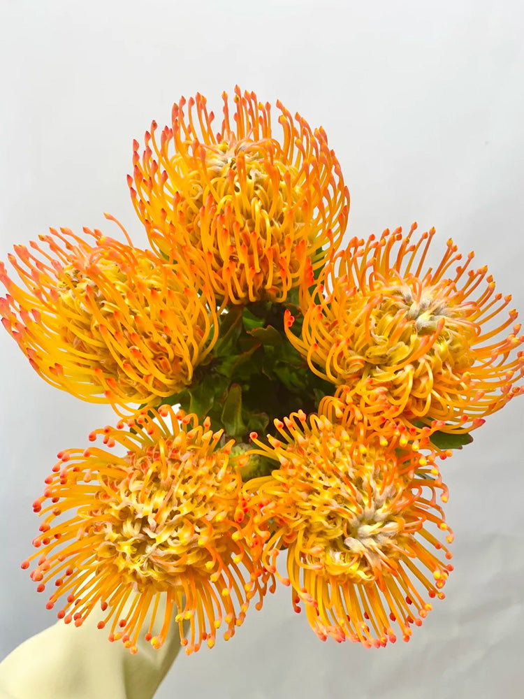 Orange Pincushion Protea
